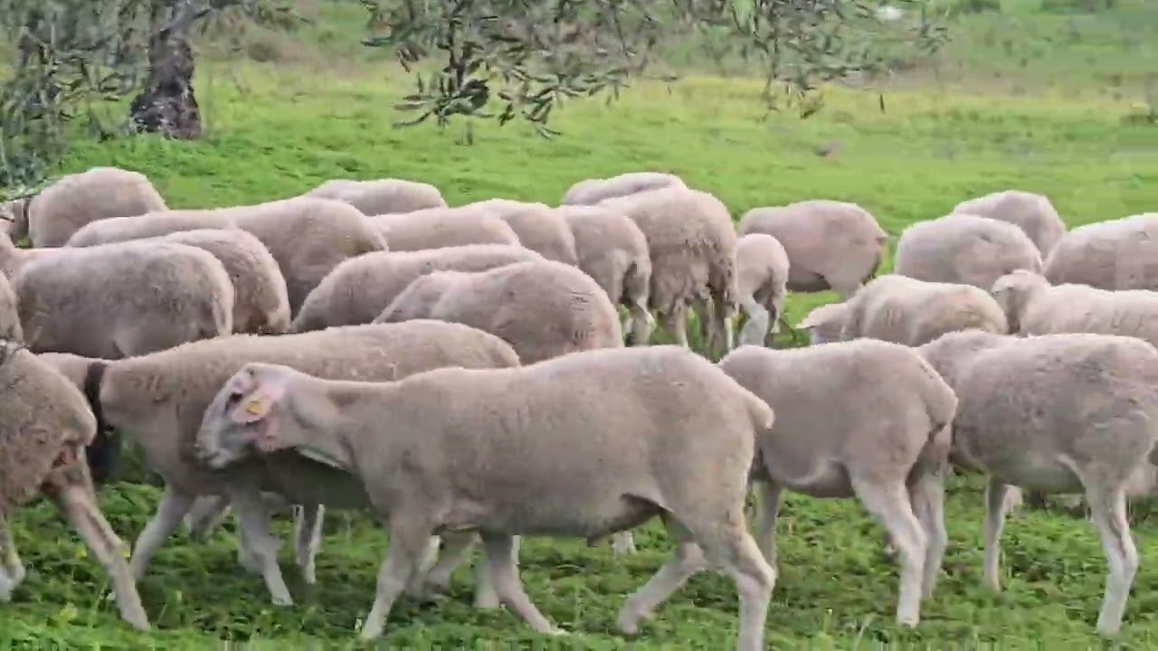 Os muestro el parto de una oveja natural...en el  campo 