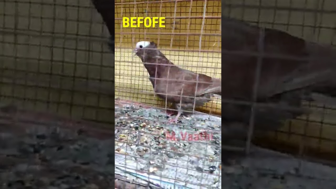 😱Worst cold ever Remedy|| Save Pigeons from Cold