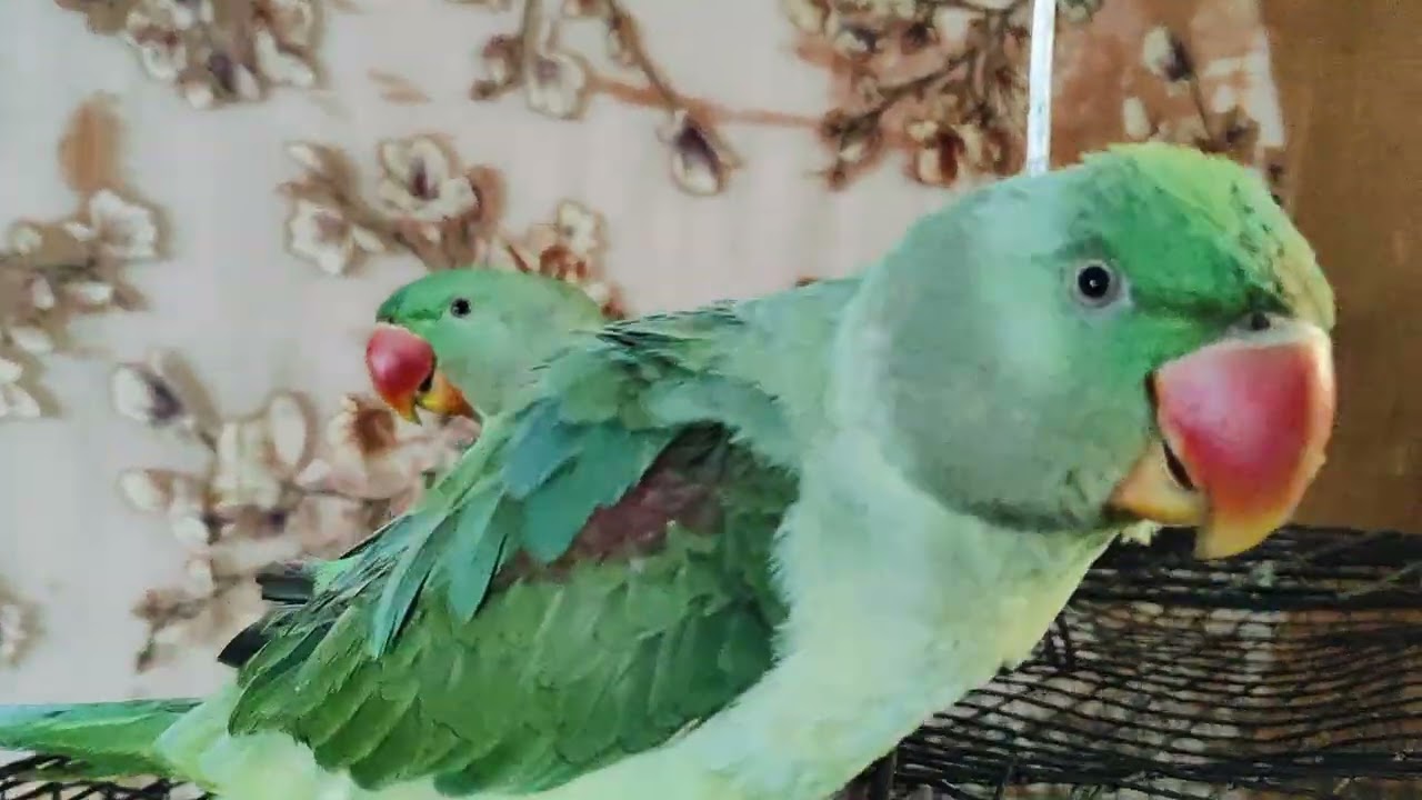 #Mitthu #Mitthu 🌹🌹🦜🦜🦜🦜main# Mitthu #viral video#🙏🌺🦜🦜🦜🦜🌺🙏