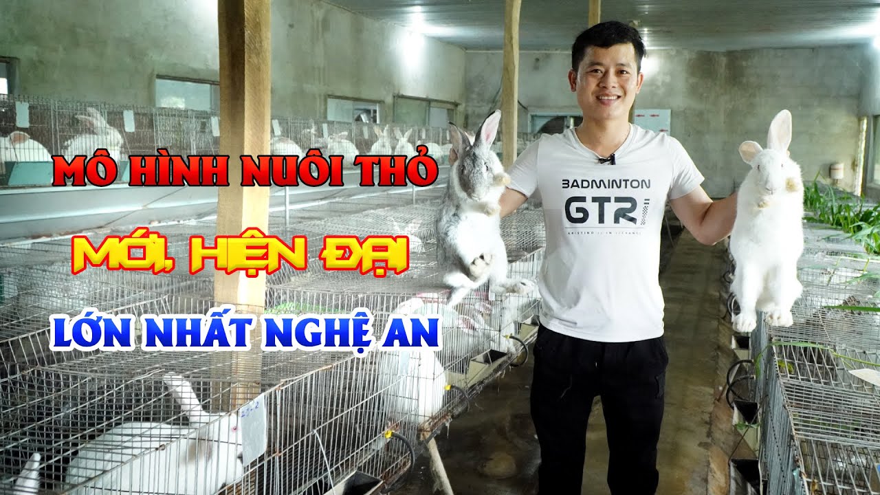 Thu gần 1 tỷ/năm với mô hình nuôi thỏ trong nhà || Kỹ thuật nuôi thỏ làm giàu hiệu quả