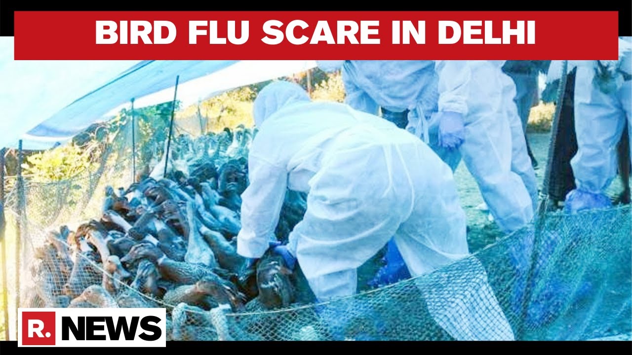 Delhi's Sanjay Lake Declared 'Alert Zone' After 8 Samples Test Positive For Bird Flu