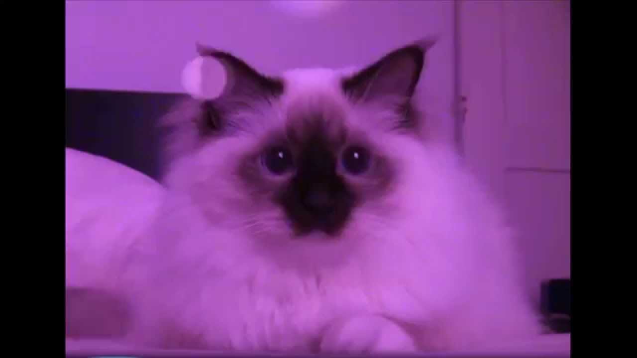 Le chat de Mathieu Sommet (SLG)