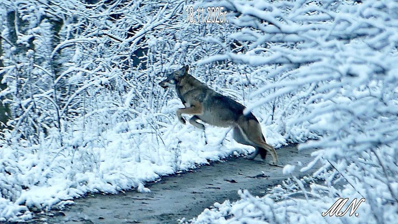 Pierwszy śnieg i kilka fajnych spotkań.