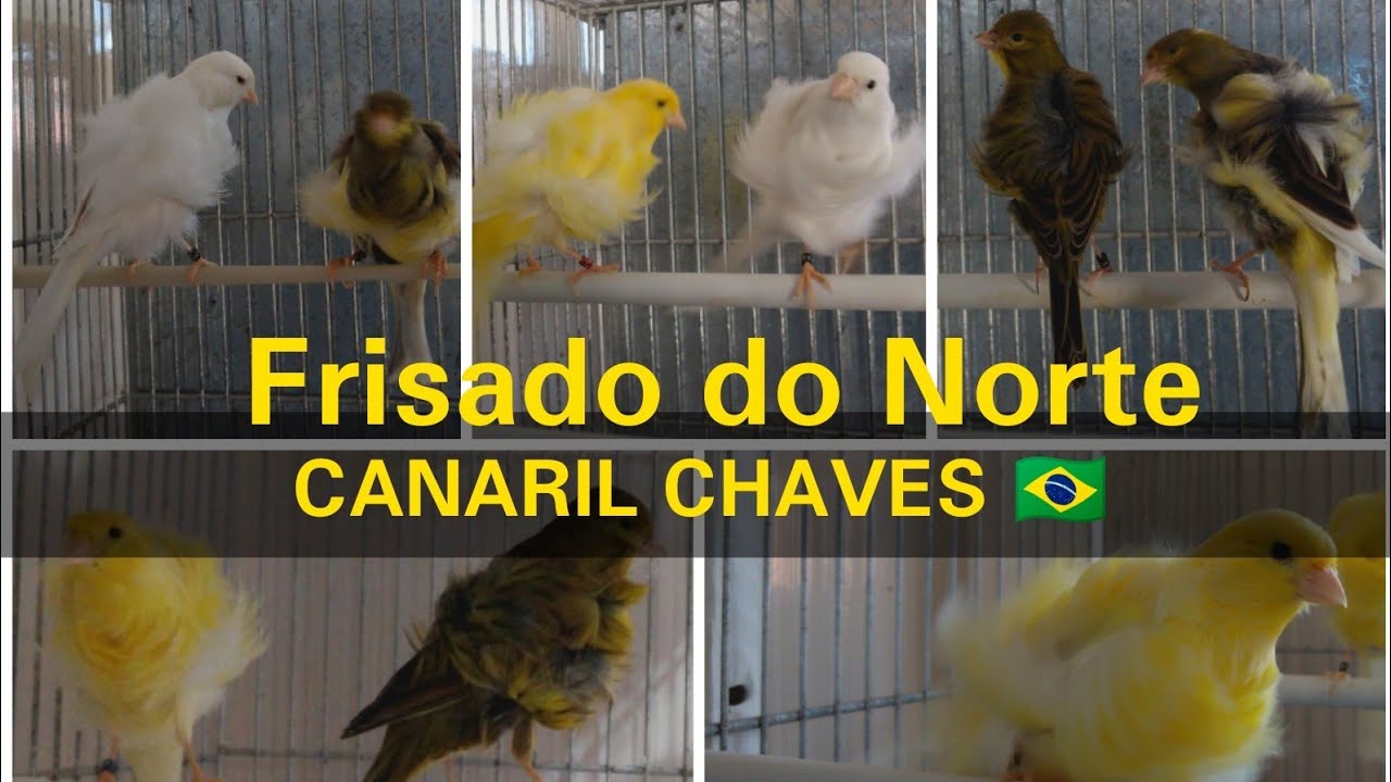 FRISADO DO NORTE casais 2020 - CANARIL CHAVES 🇧🇷