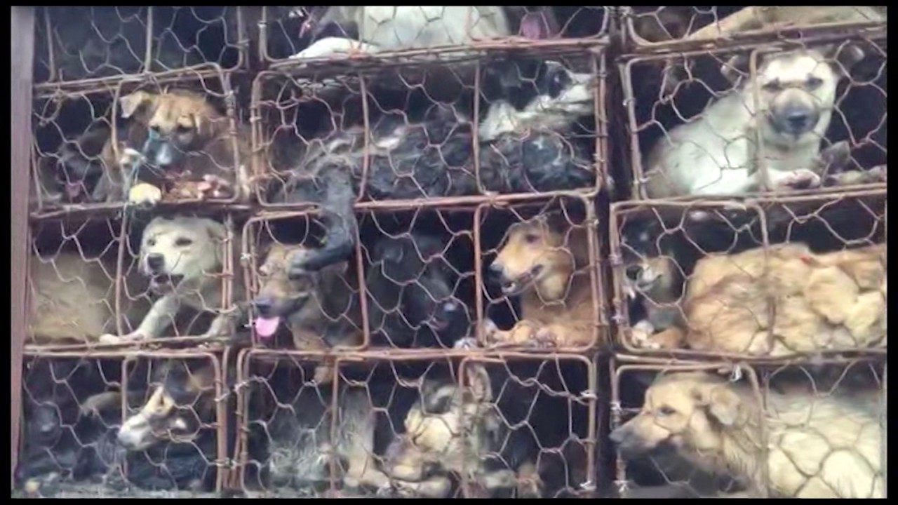 Culture / Chine : La  viande de chien au menu ce soir