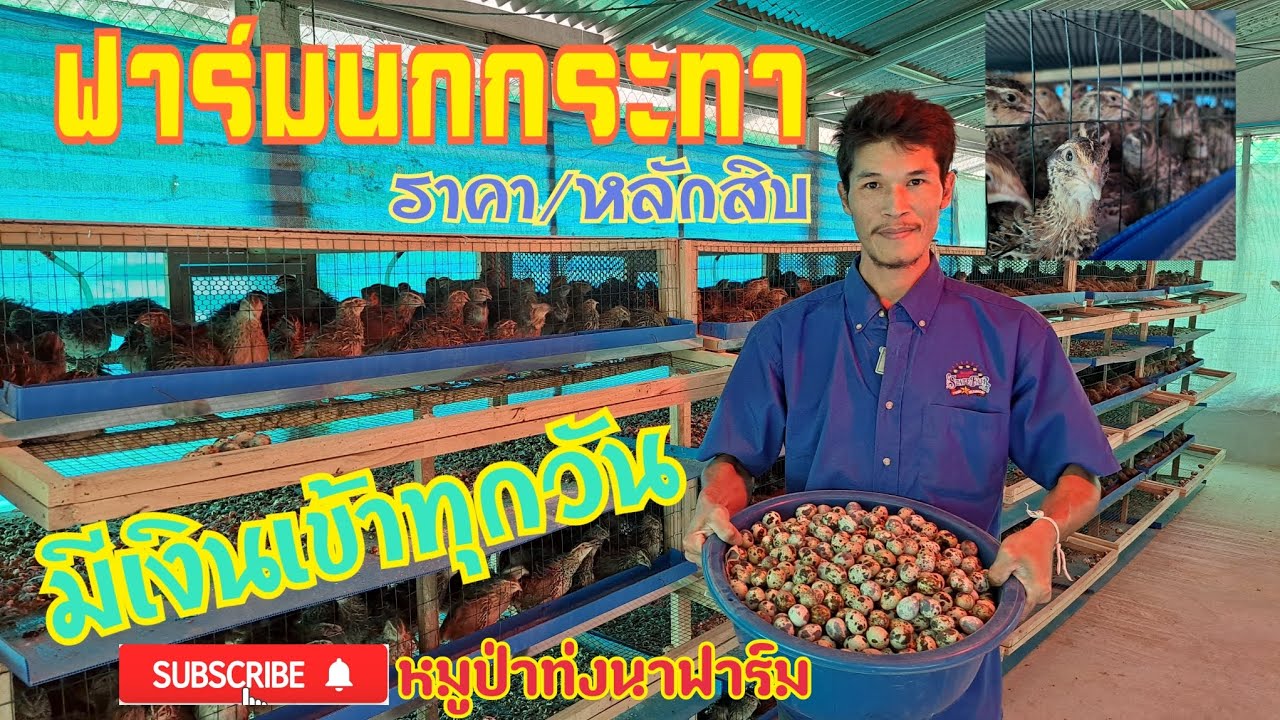 ฟาร์มนกกระทา ลงทุนหลักร้อย มีเงินเข้าทุกวัน @หมูป่าท่งนาฟาร์ม
