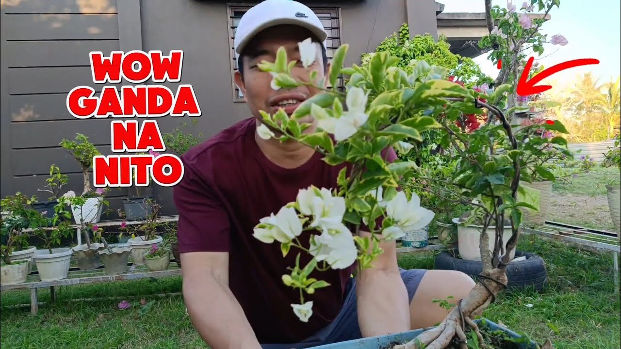 Vlog 03 | Ang ganda na ng root grafted ko. Tips sa repotting blooming bougainvillea 