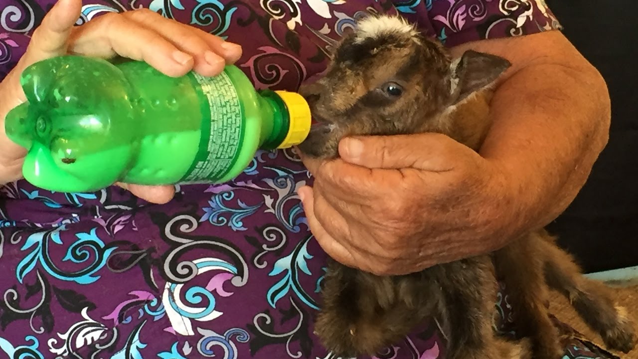Bottle feeding day old goats 