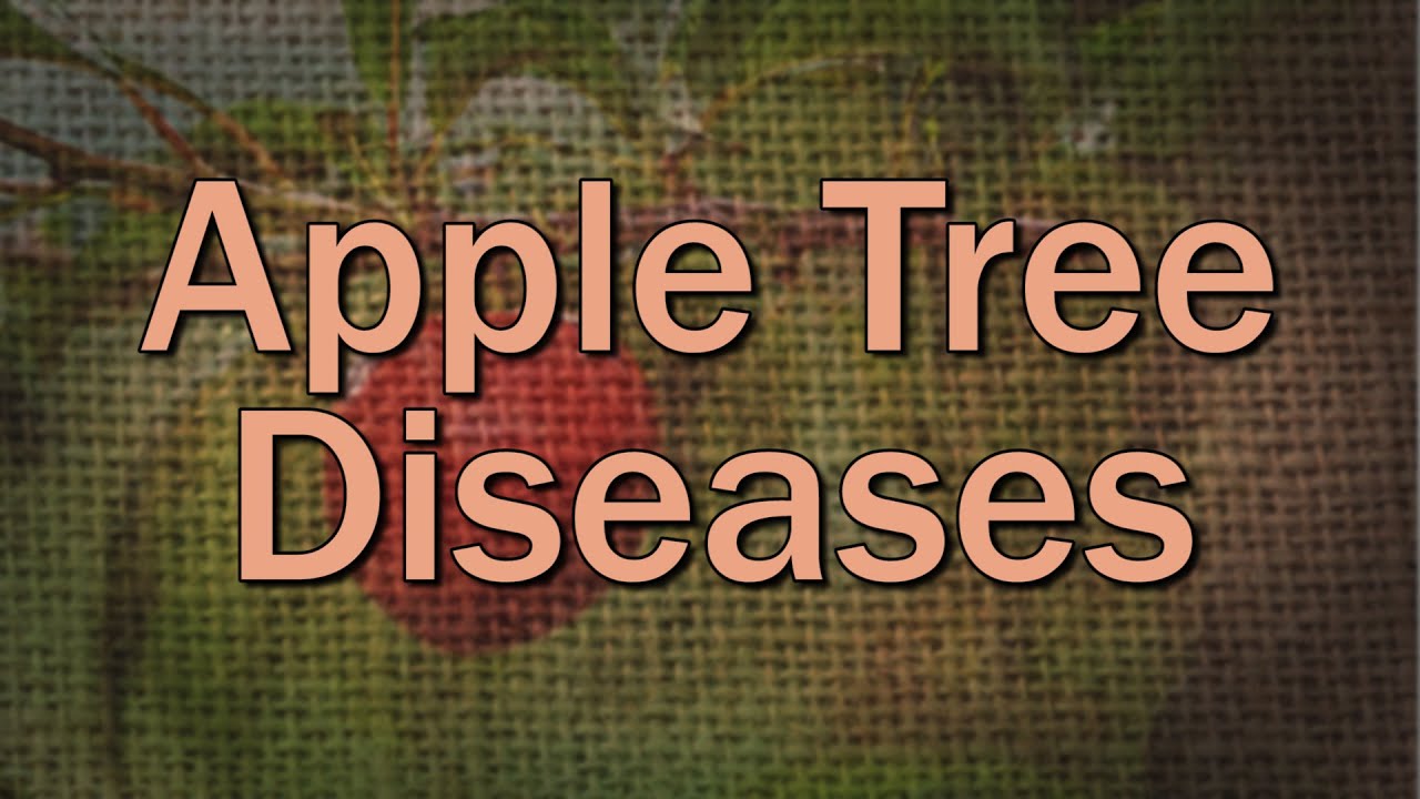Apple Tree Diseases – Family Plot