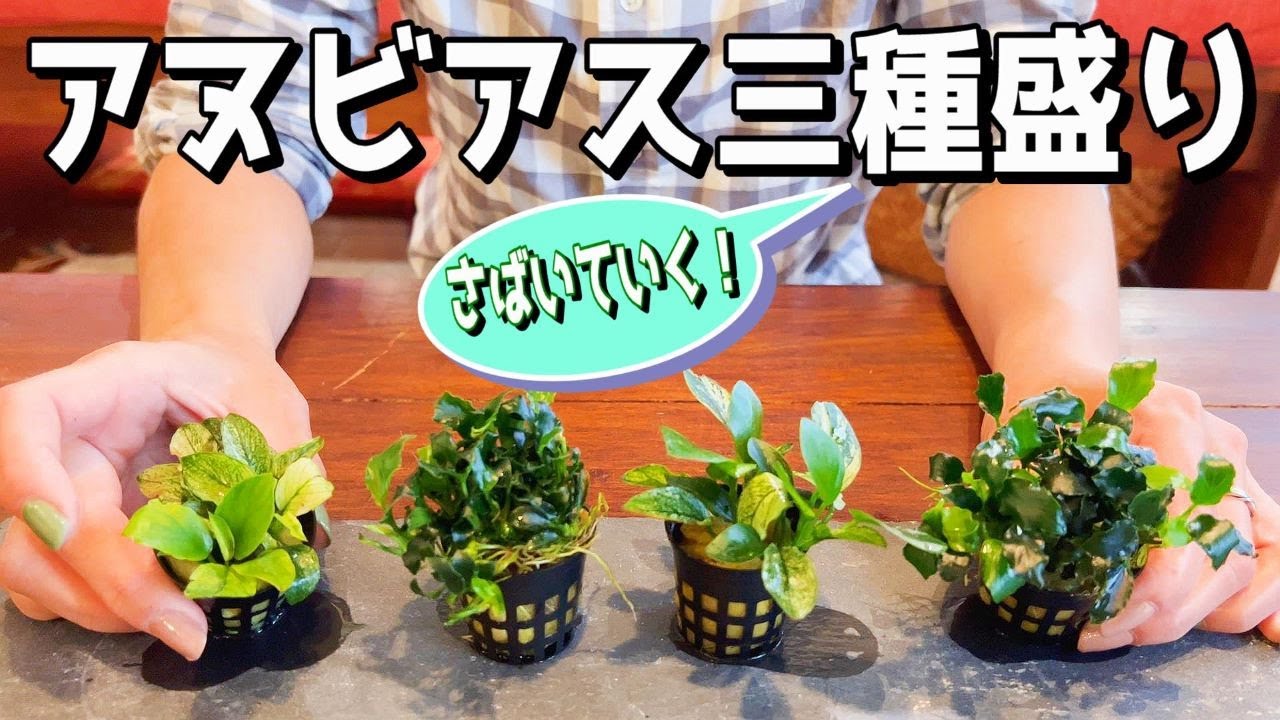 【アクアリウム】アヌビアスを捌いていくっ！（90センチ水槽に陰性水草を活着させていこう）