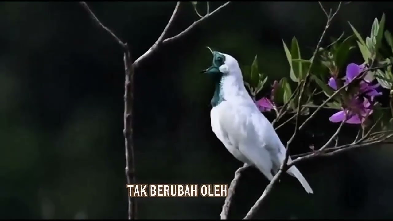 Kasih Yang Kekal | Lagu Rohani Kristen Terbaru 2026