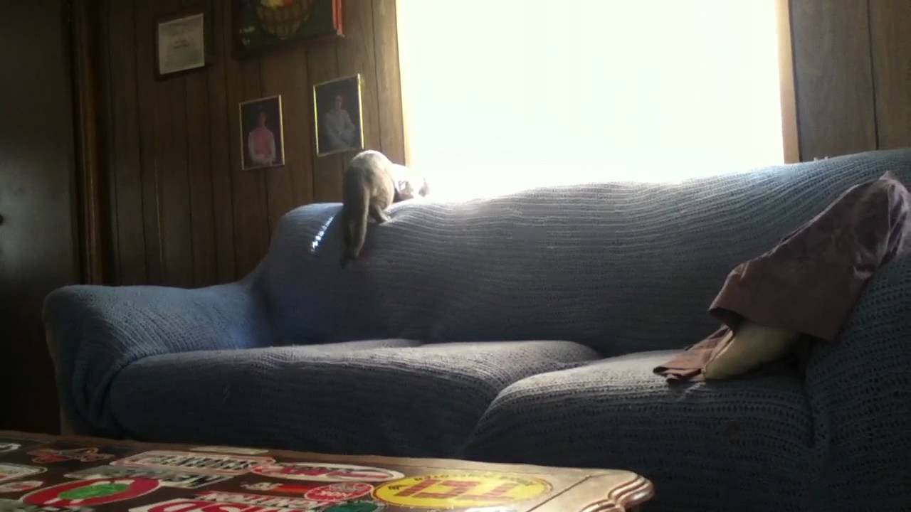looking at birds
