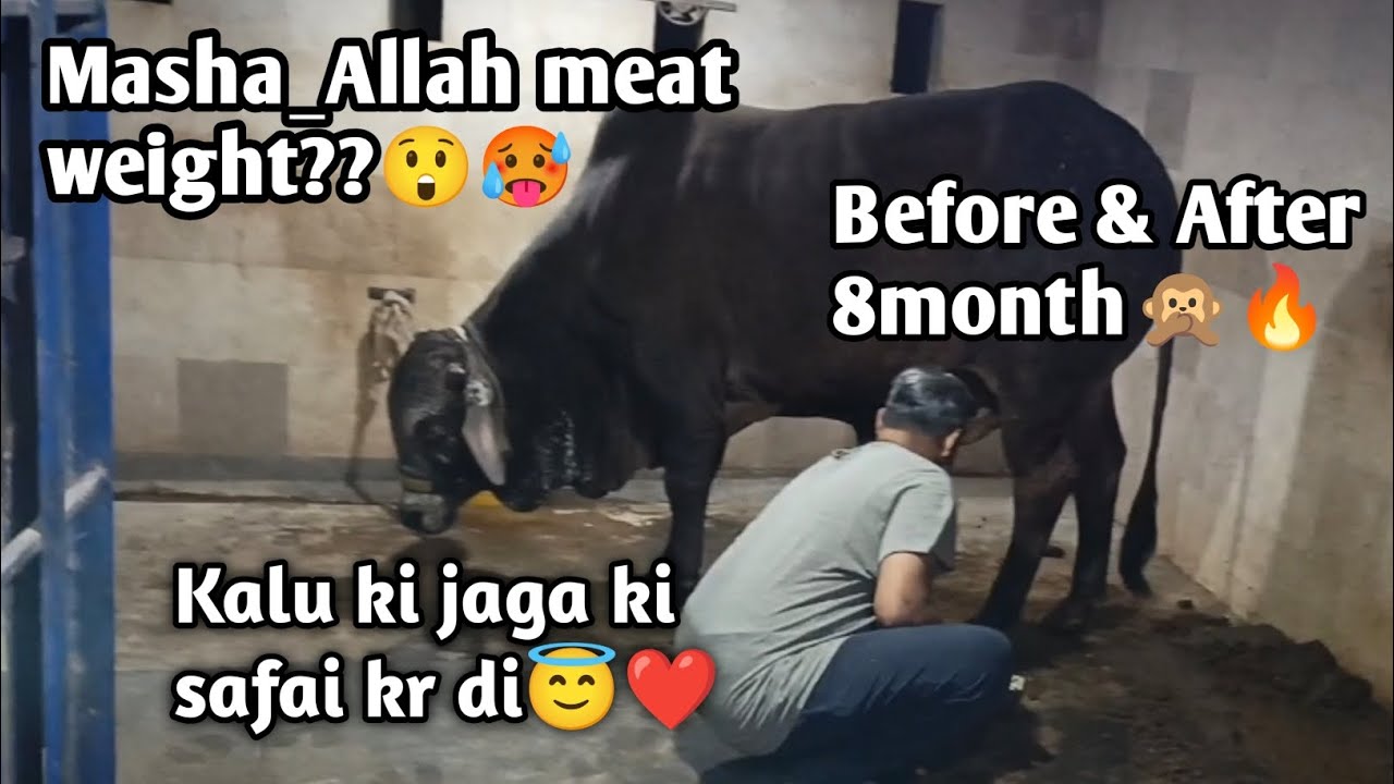 BEFORE & AFTER👑KALU❤|Guess the meat weight🔥?? |Kalu ki jaga ki safai kr di😇😷🔥. 