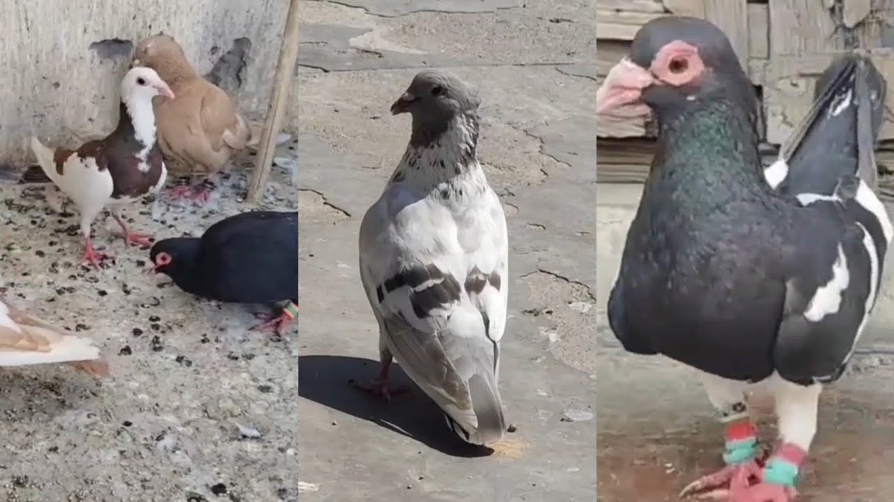 For Sale Gole Patiyala Kabra Black manadag kabootar🕊99581 06859🕊Location Lal kuwa old Delhi