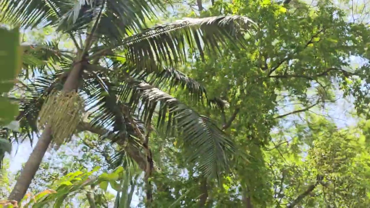 A verdadeira voz de Cristo 