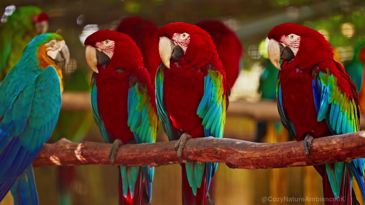 Zoo de Lagos, Portugal 8K. Various animals close-up. Professional animal photography