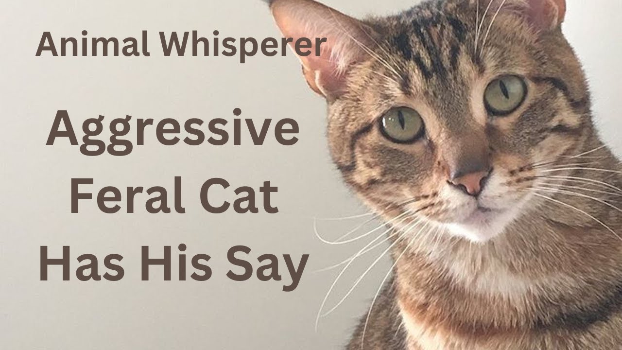 Cat Aggression: Henry's Story #telepathiccommunication #animalcommunication   #petpsychic