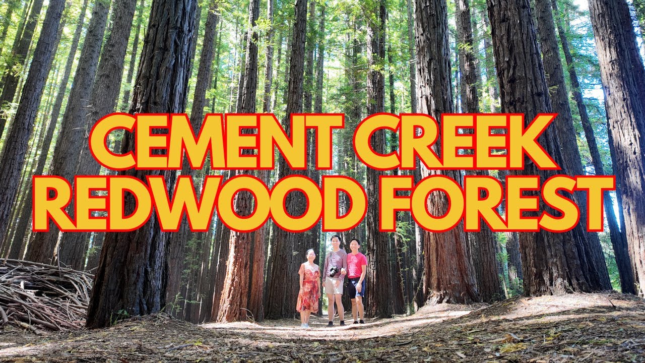 MUST VISIT Tourist Attraction in Melbourne: Cement Creek Redwood Forest