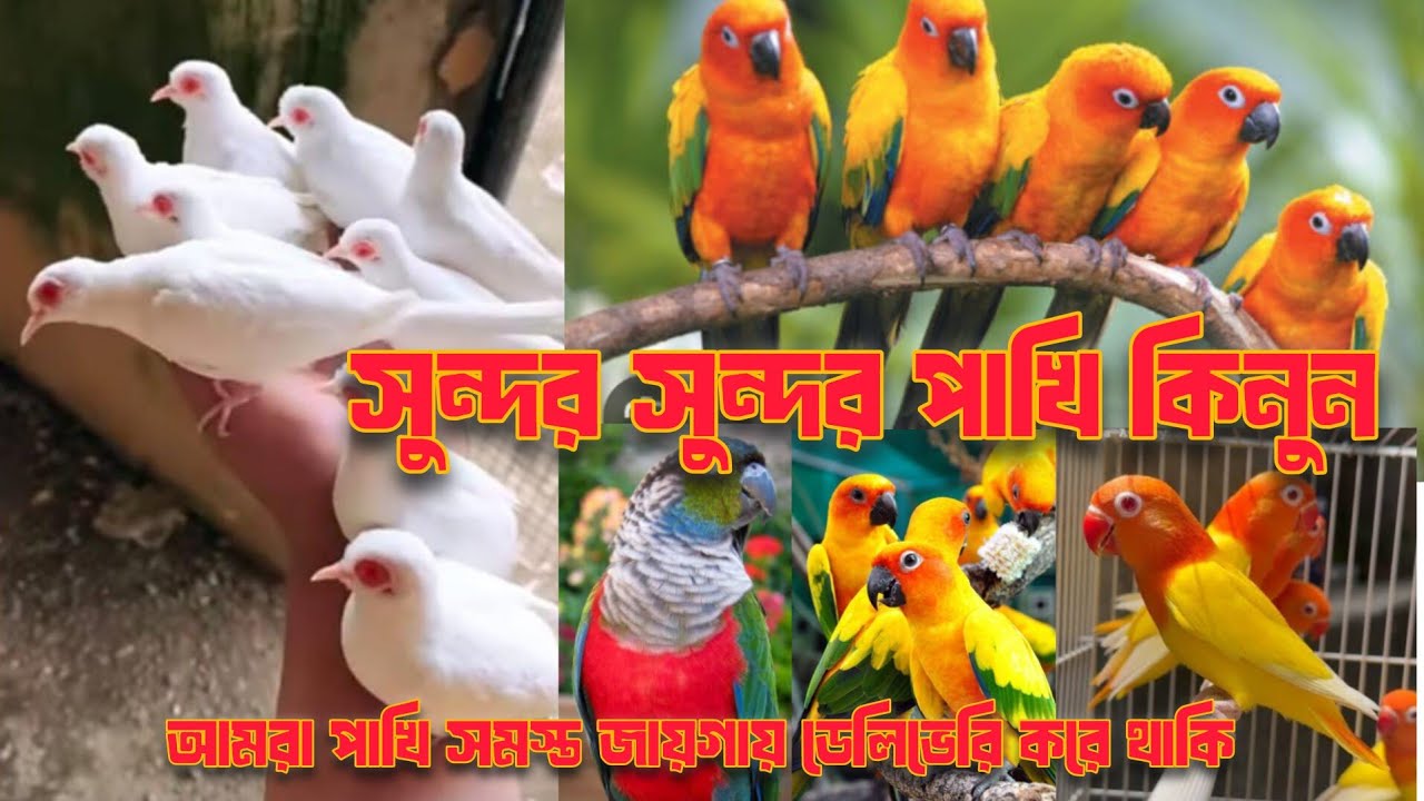 সেল, সেল,,সান কনুর, লাভ বার্ডস,পেচলেস, পাইনাপেল কনুর, যোগাযোগ বাবু দা ফোন করুন 6296962374