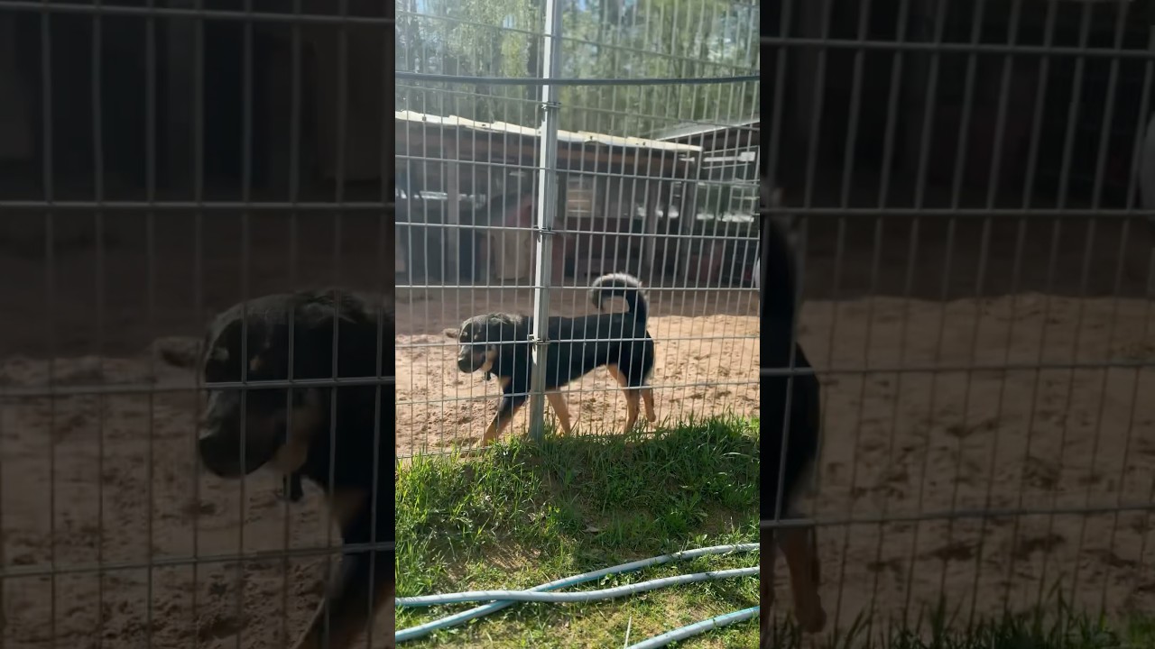 Kas ir jādara katru dienu Ulubelē?🦮