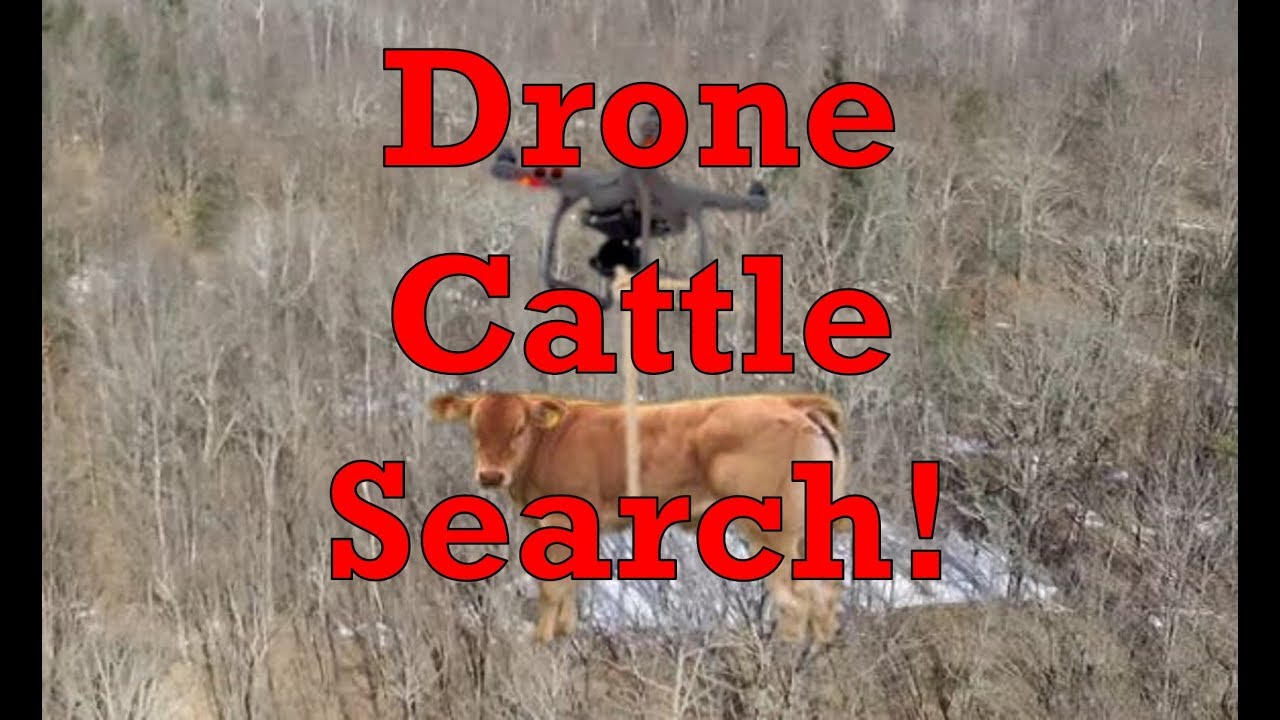 Drone Search for Missing Cattle! Found!
