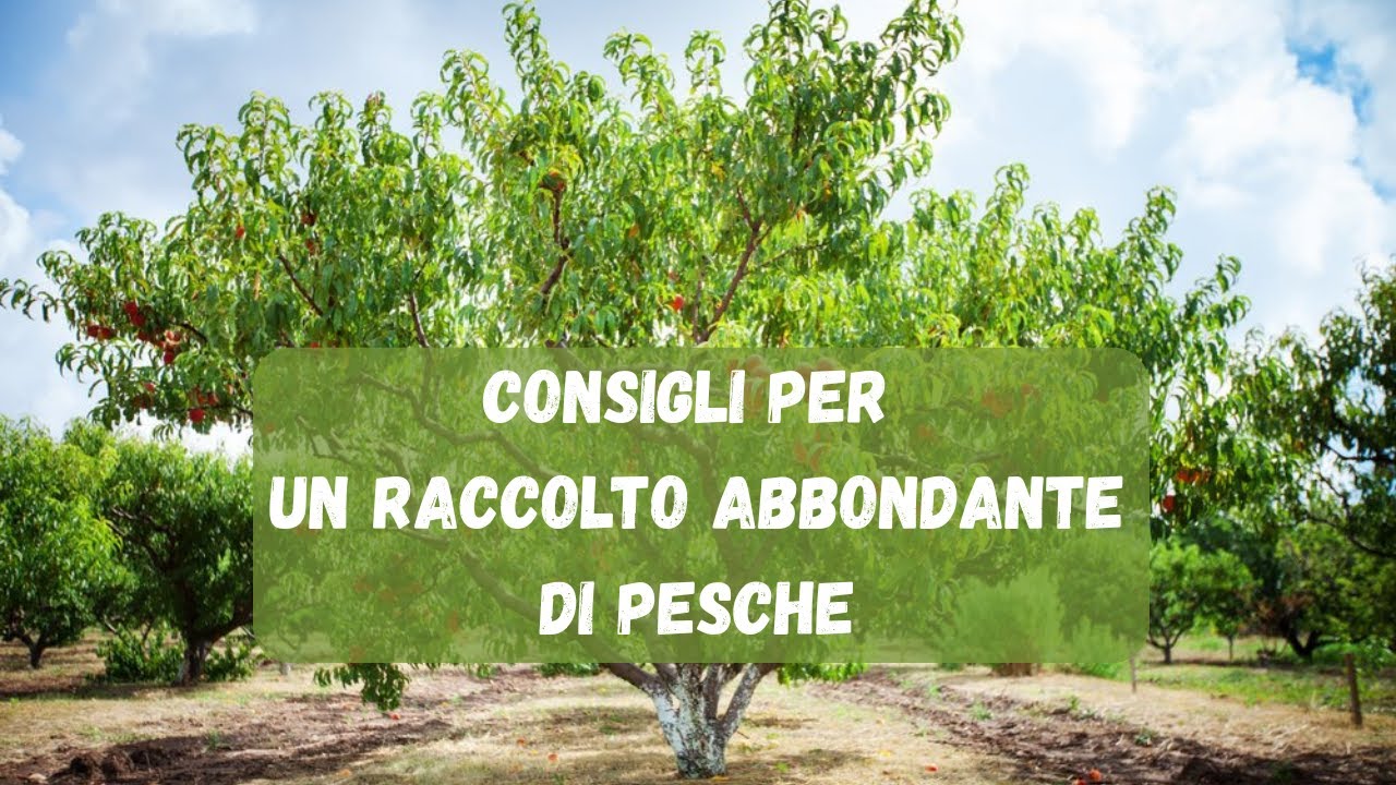 Coltivare Pesche: Tutto Quello Che Devi Sapere per un Frutteto Rigoglioso