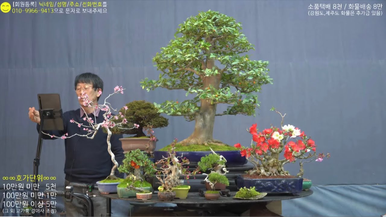 😊3월 7일(土) 214회차 Live 방송 【스마일분재경매(韓国の盆栽/Korean Bonsai)】