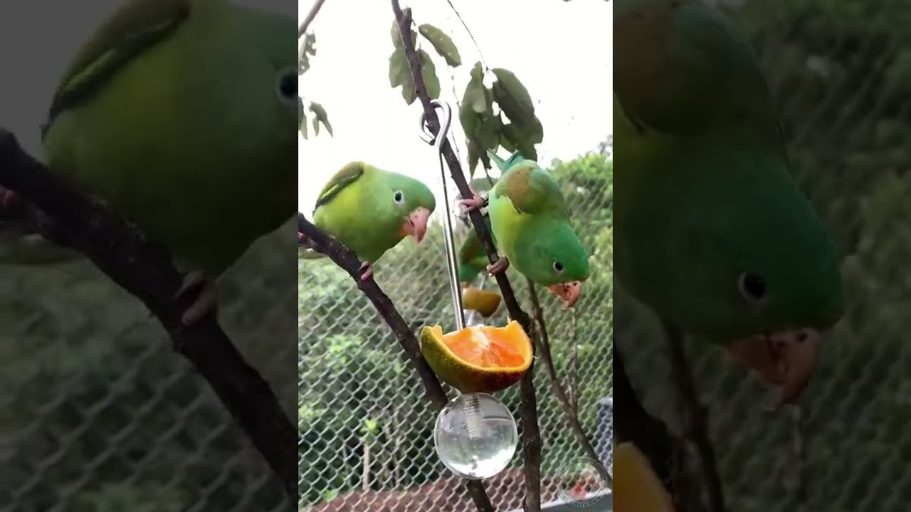 Satisfying parrot birds eating orange fruit#satisfying #satisfyingvideo #parrot #birds#birds
