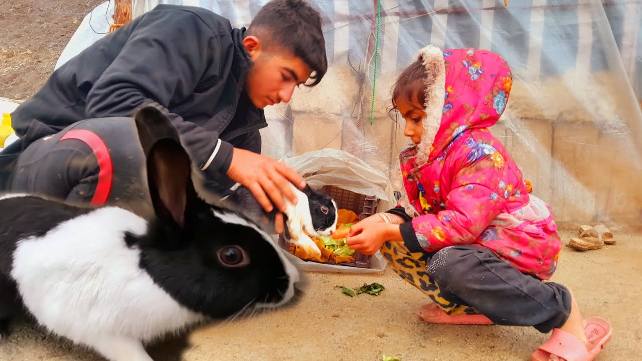 Unity between humans and animals: making a temporary rabbit house: grandmother's crafts@Christmas
