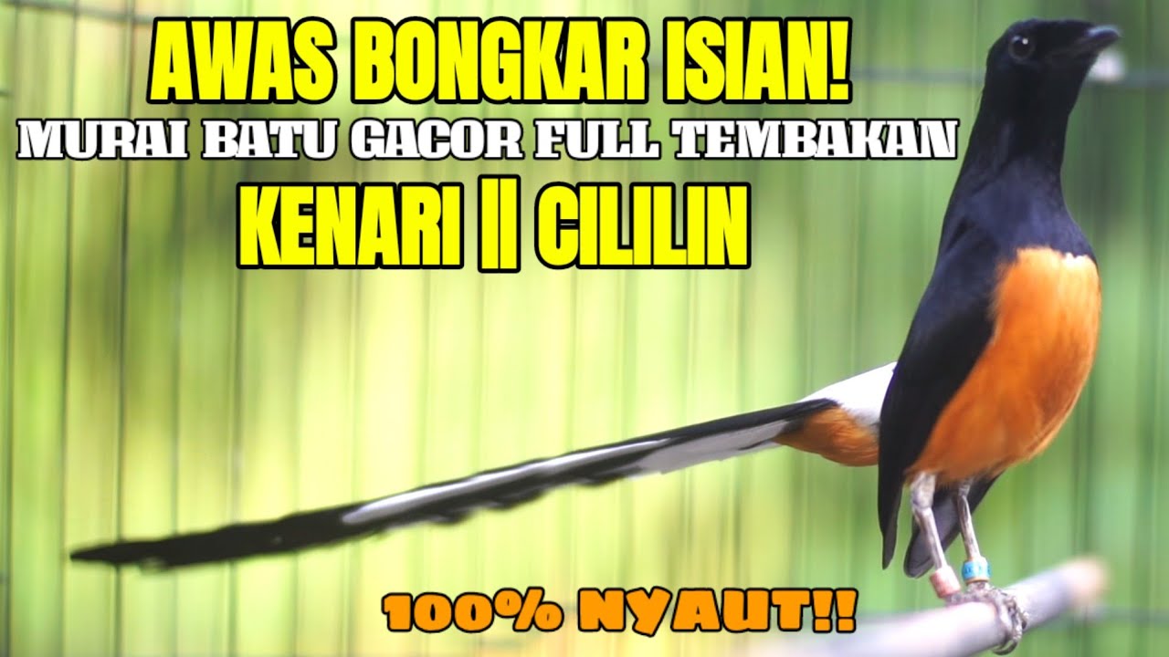 TEMBAKAN MURAI BATU ISIAN KENARI DAN LOVEBIRD