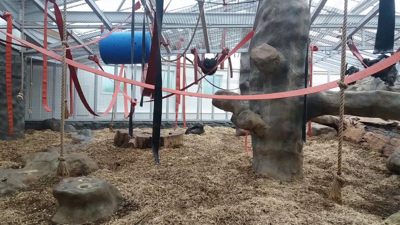 Chimp talk at Colchester zoo
