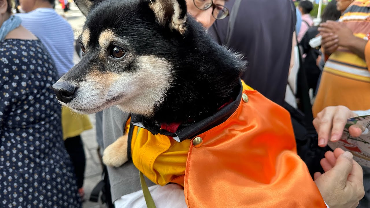 京都橘高校吹奏楽部 ファンファーレ〜シング 黒柴ユキちゃんも🐕 kyoto tachibana