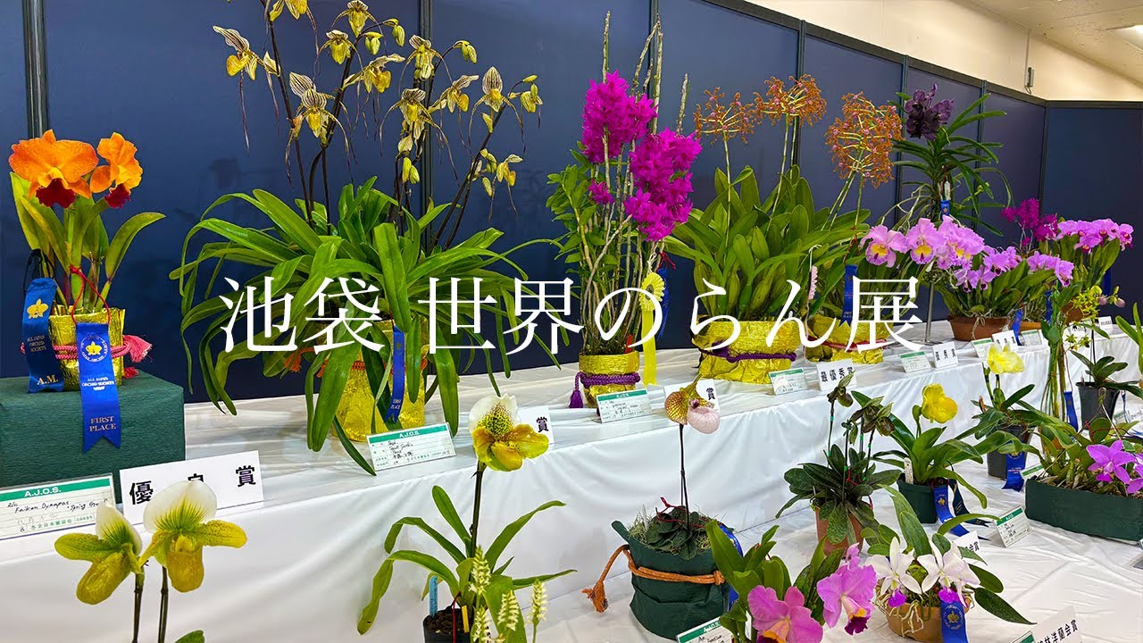 【サンシャインシティ世界のらん展2026】彩と香りに包まれる洋らんの世界