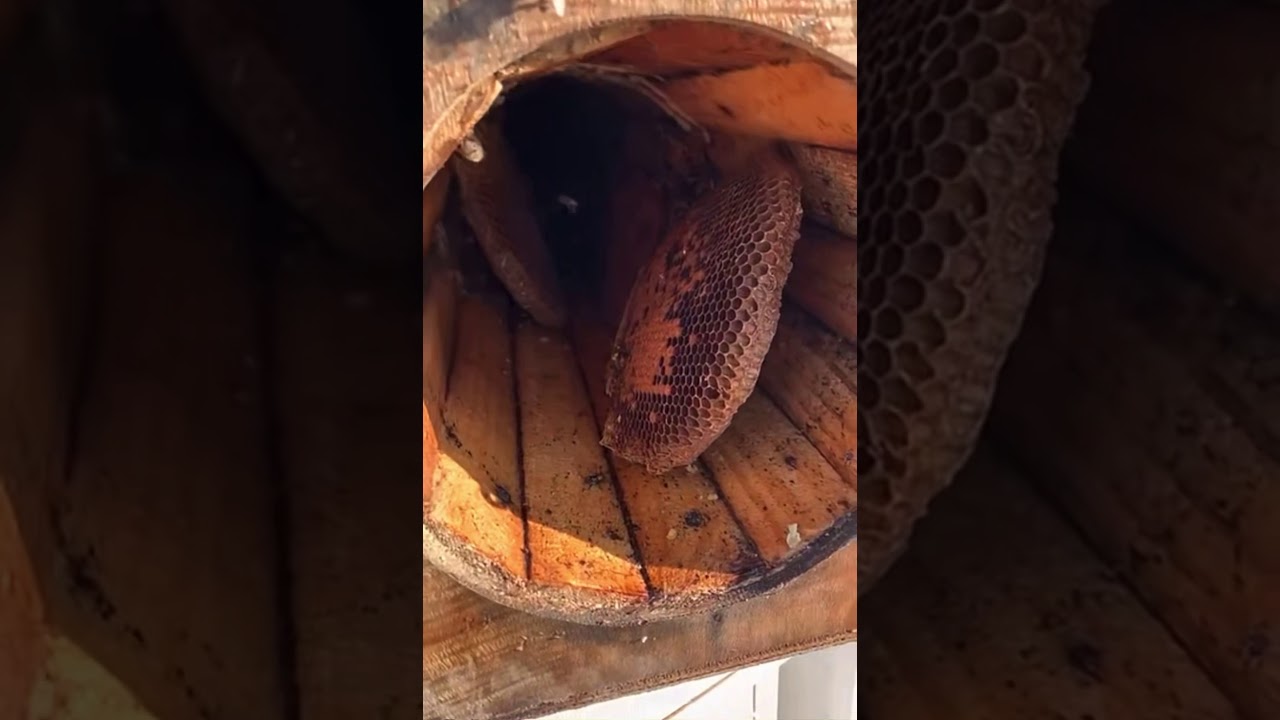 نقل النحل من العود الى الخلايا الحديثه