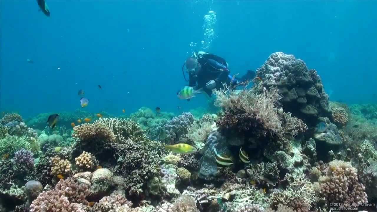 SCUBA Diving Malapascua, Mactan, Oslob - Cebu, The Philipines - Underwater Video HD