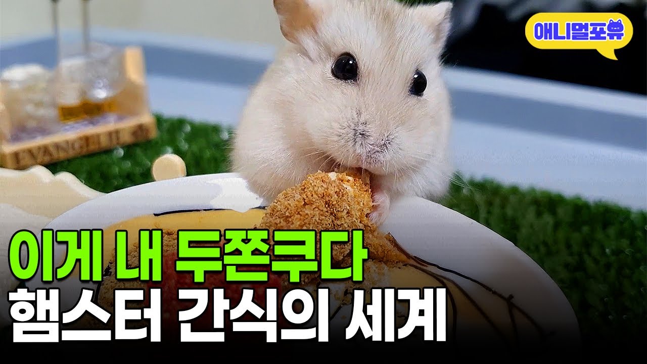 햄스터도 두쫀쿠 열풍 탑승합니다🧆 햄스터 수제 간식의 세계ㅣKBS 류수영의 동물티비 210710 방송