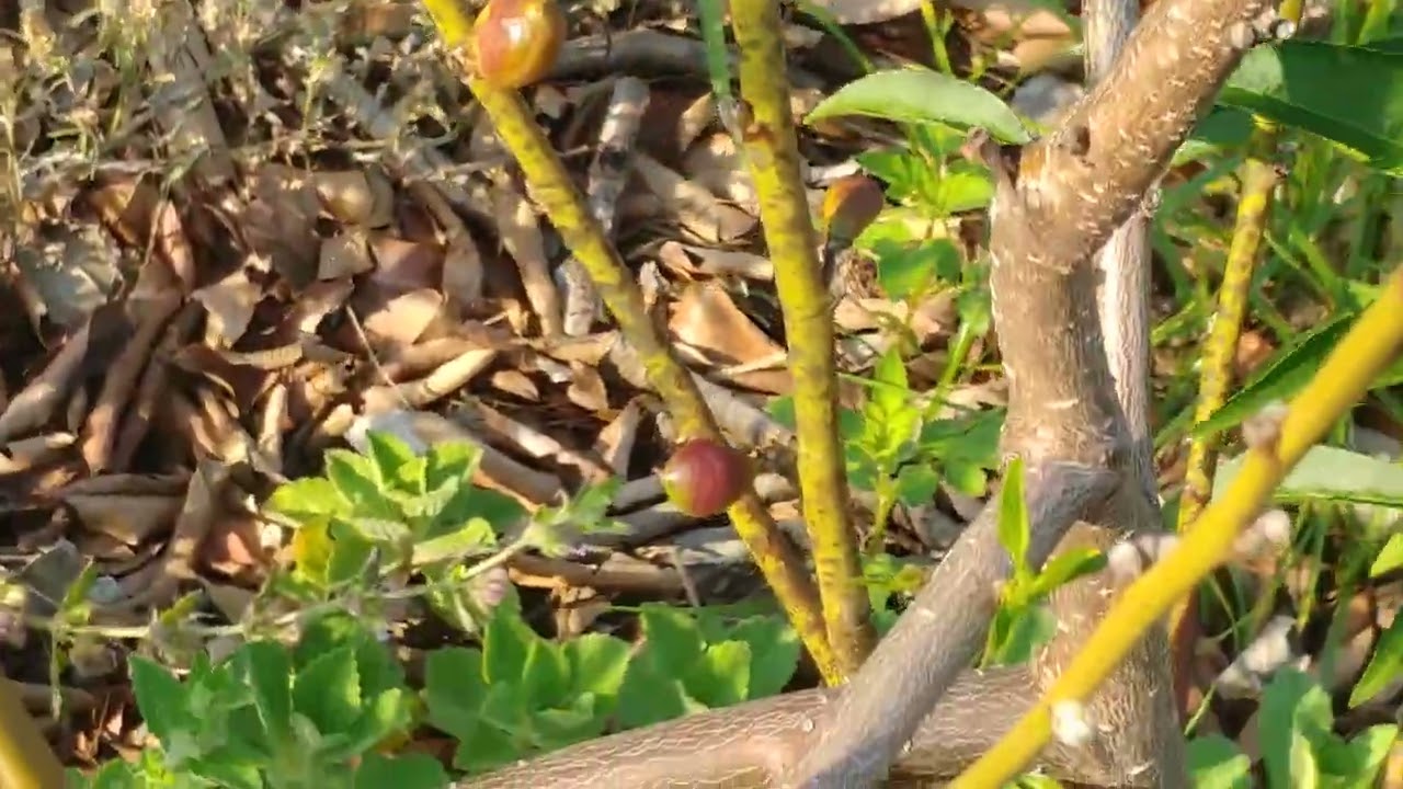 Frutificação do Pêssego Aurora