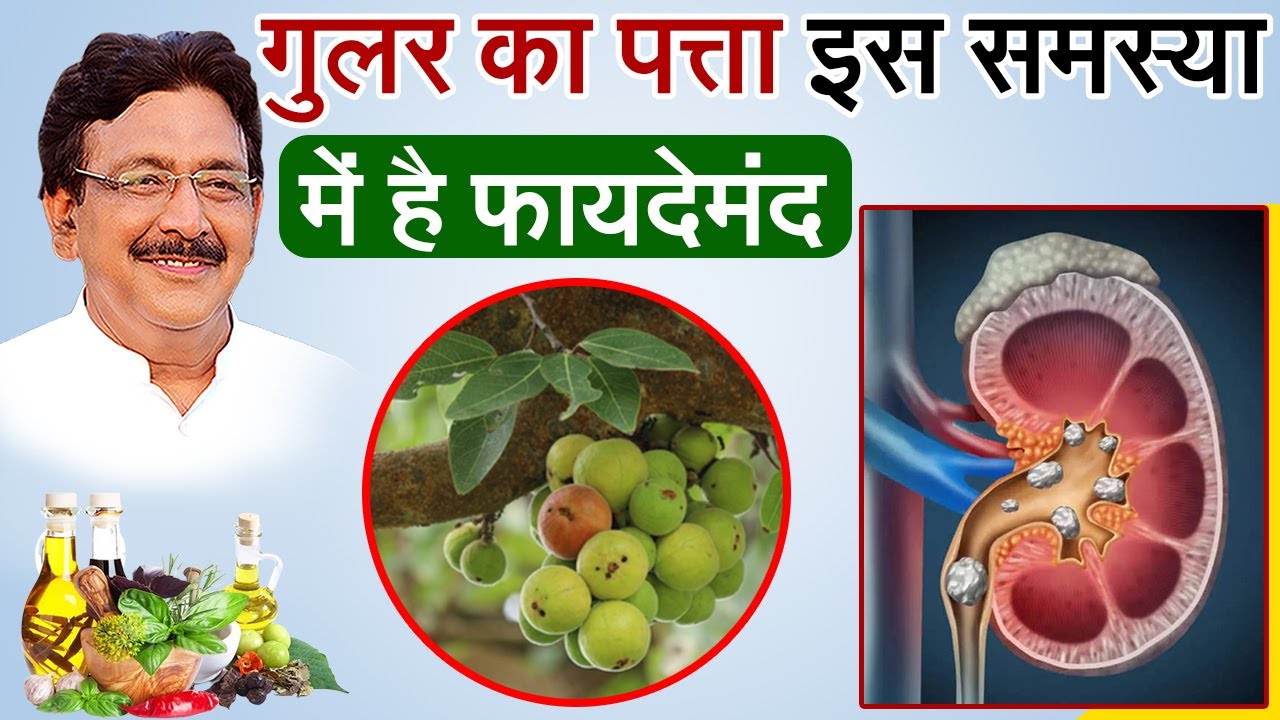 पेट की इस समस्या को ठीक कर सकता है गुलर का पत्ता