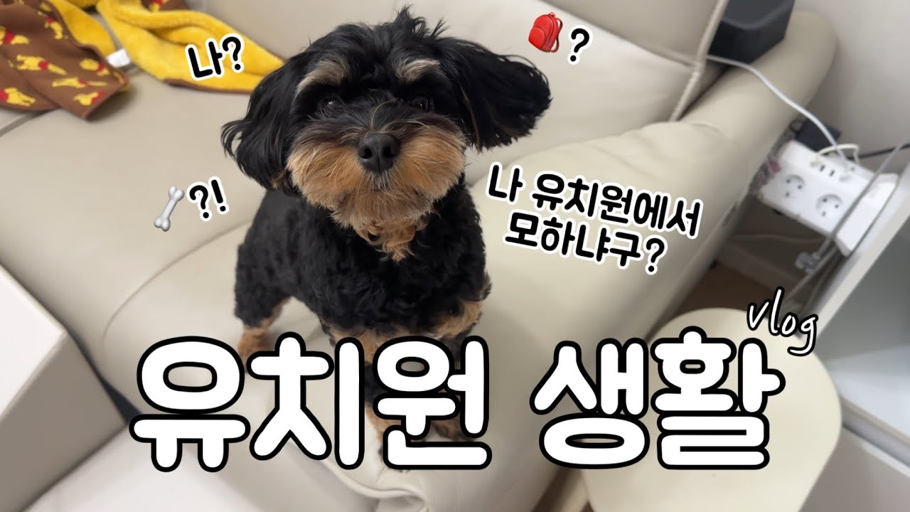 너 유치원에서 뭐해?🐶 강아지 댕치원 생활 브이로그(+수업 모음🎒🐾)