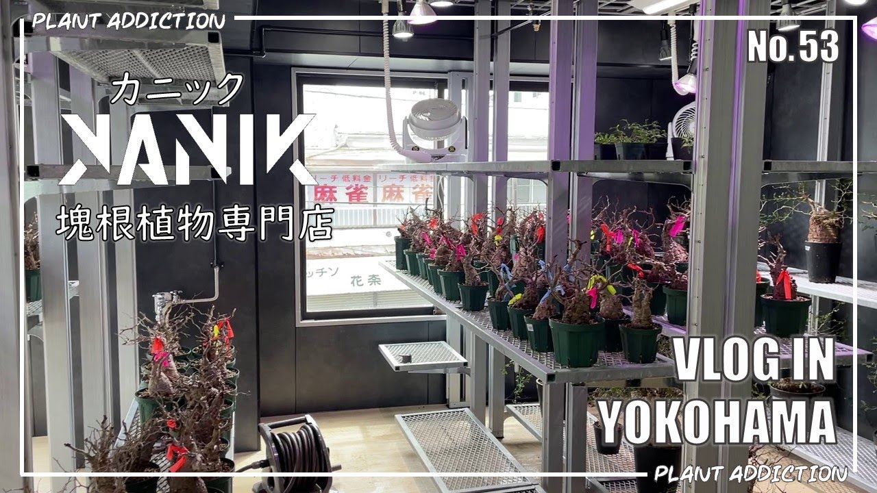 KANIK(カニック)～横浜市の塊根植物専門店 No.53