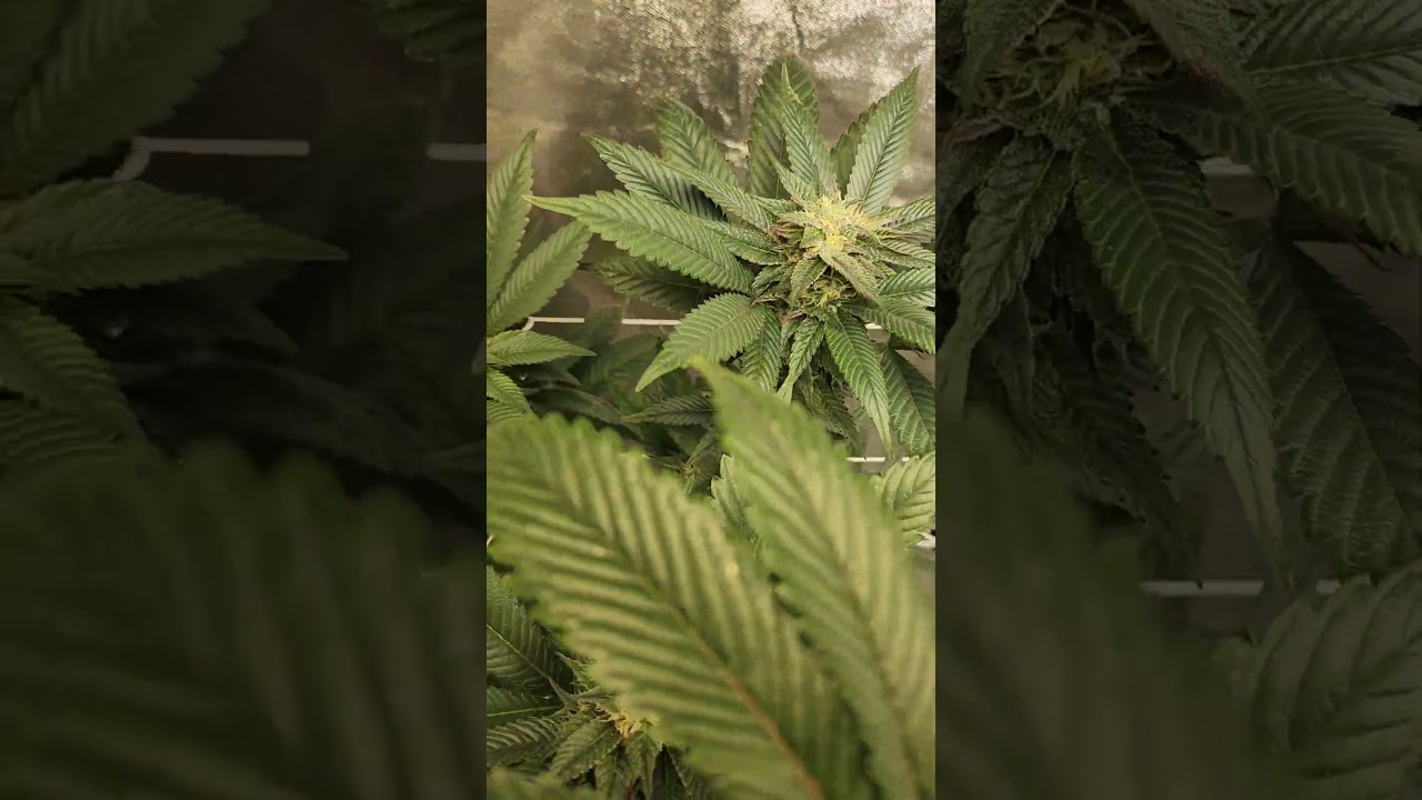 GG4  and  OG kush an Bc god bud