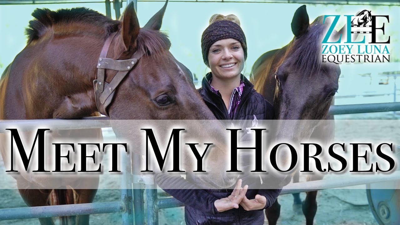 Meet The Horses | ZL Equestrian