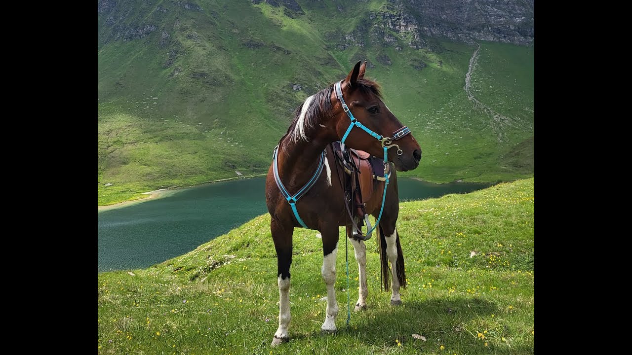 Hackamore, Vorderzeug und Schweifriemen aus Biotane von Tajara Horseware