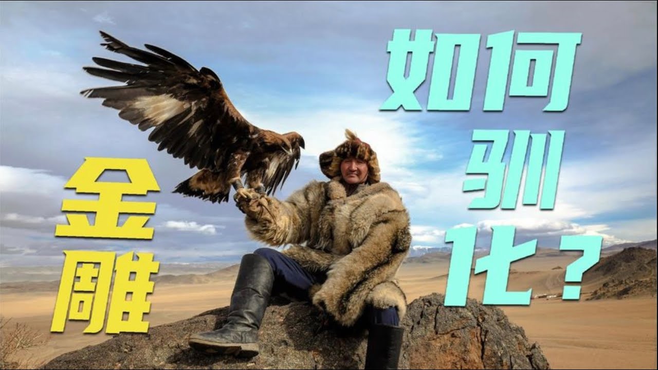 金雕的视力是人类的8倍，可惜没看渔网。凶猛金雕是如何被驯化成&ldquo;沙雕&rdquo;的?还任劳任怨为猎人打工狩猎。