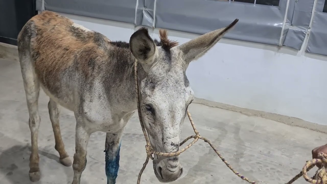 تم علاج الحمار الذي استغنى عنه صاحبه بسبب اصابته مع جمال العمواسي