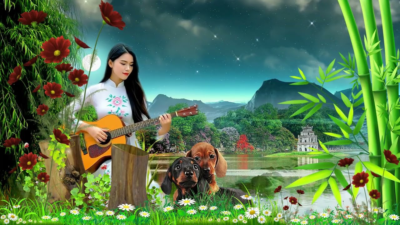 Hà Nội Mùa Lá Rụng Guitar Play by Minh Tri Tran