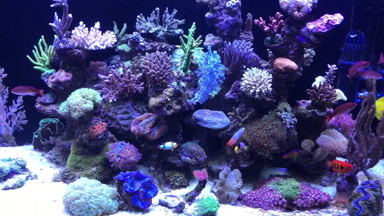 Mein Meerwasser Aquarium RedSea 650s mit 5x Hydra 26HD LED