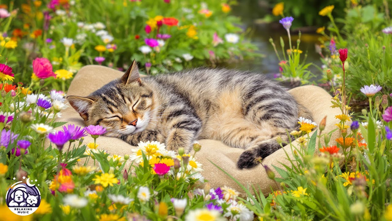 12 часов музыки для исцеления кошек 🐈 Успокаивающие звуки для глубокого расслабления и сна с успо...
