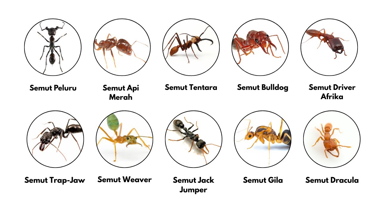 Semut Paling Menakutkan dan Mengerikan yang Mungkin Ada di Sekitarmu!