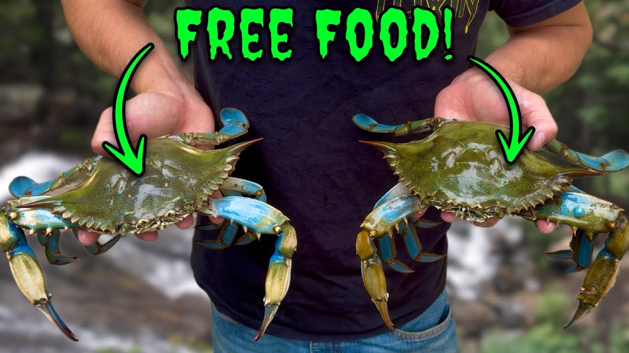 How to Catch HUGE Blue Crabs On A Budget! (Catch, Clean, Cook)